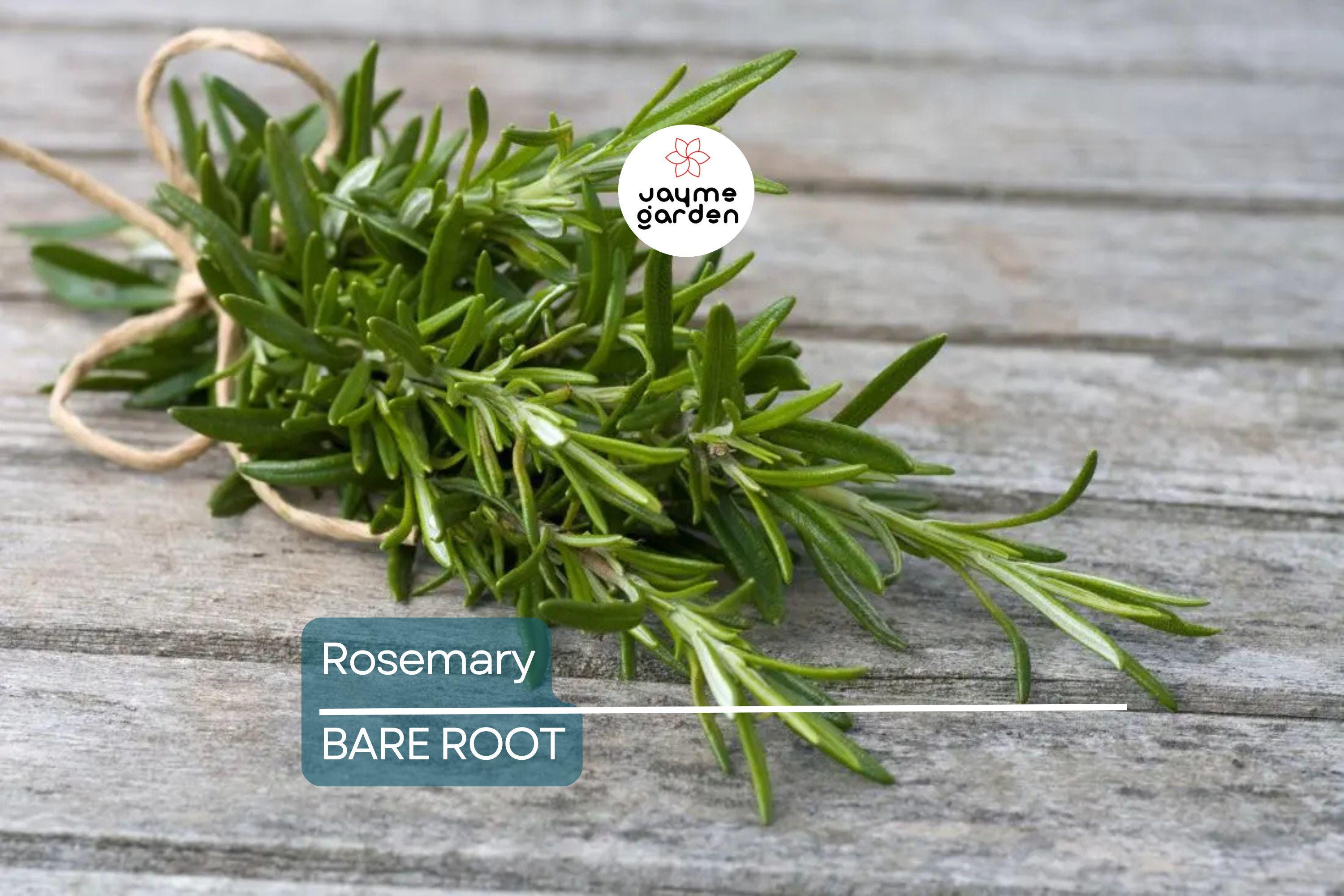 Organic Rosemary Herb Live Plant - Bare Rooted, Ready to Plant - Indoor/Outdoor Herb for Gardens