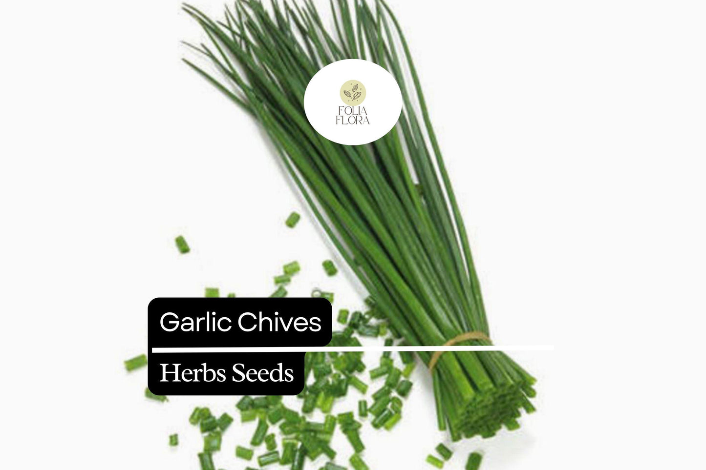 150 Garlic Chive Herb Seeds – Allium tuberosum – Mild Garlic Flavor, Perfect for Cooking, Garnishes & Salads, Easy to Grow, Non-GMO