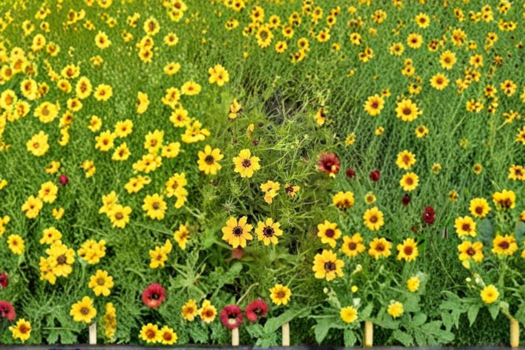 Golden Wave Tickseed – Coreopsis basalis, Native Annual Wildflower | Long Blooming (100 Seeds)