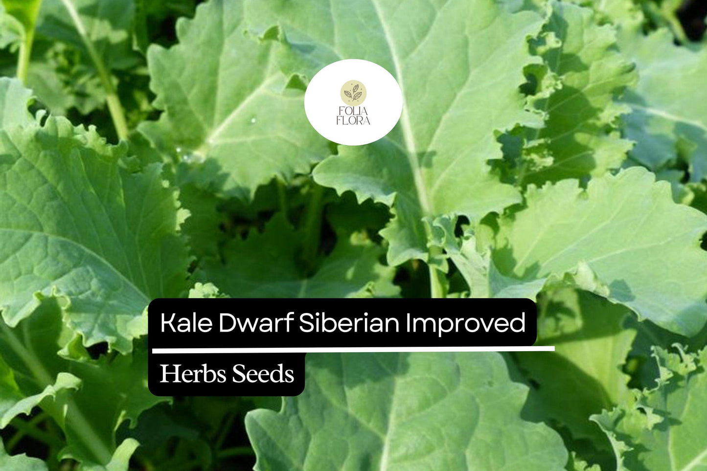 300 Seeds Kale Dwarf Siberian Improved Brassica oleracea | Non-GMO, Heirloom, Nutritious, Easy to Grow, Perfect for Winter Greens