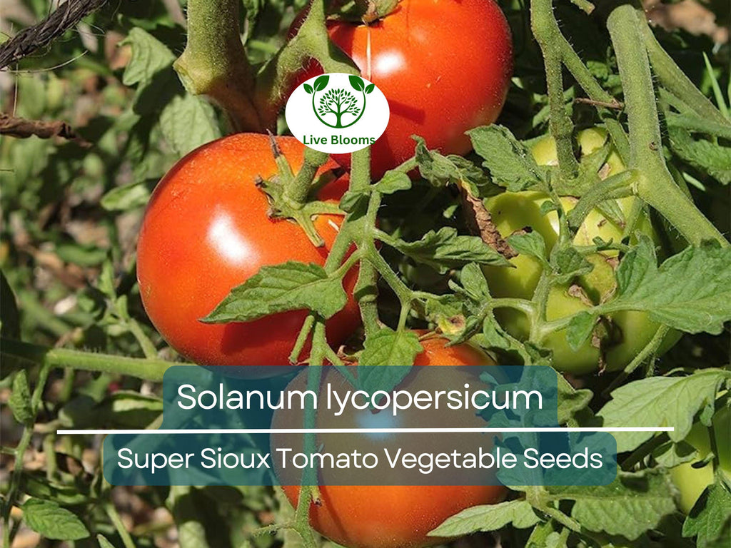 100 mg Seeds Tomato Super Sioux – Solanum lycopersicum | Heat-Tolerant Tomato Variety for Planting & Home Gardening