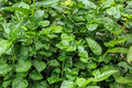 100 Molokhia Seeds | Egyptian Spinach (Corchorus olitorius) | Saluyot, Green Jute, Heirloom, Non-GMO