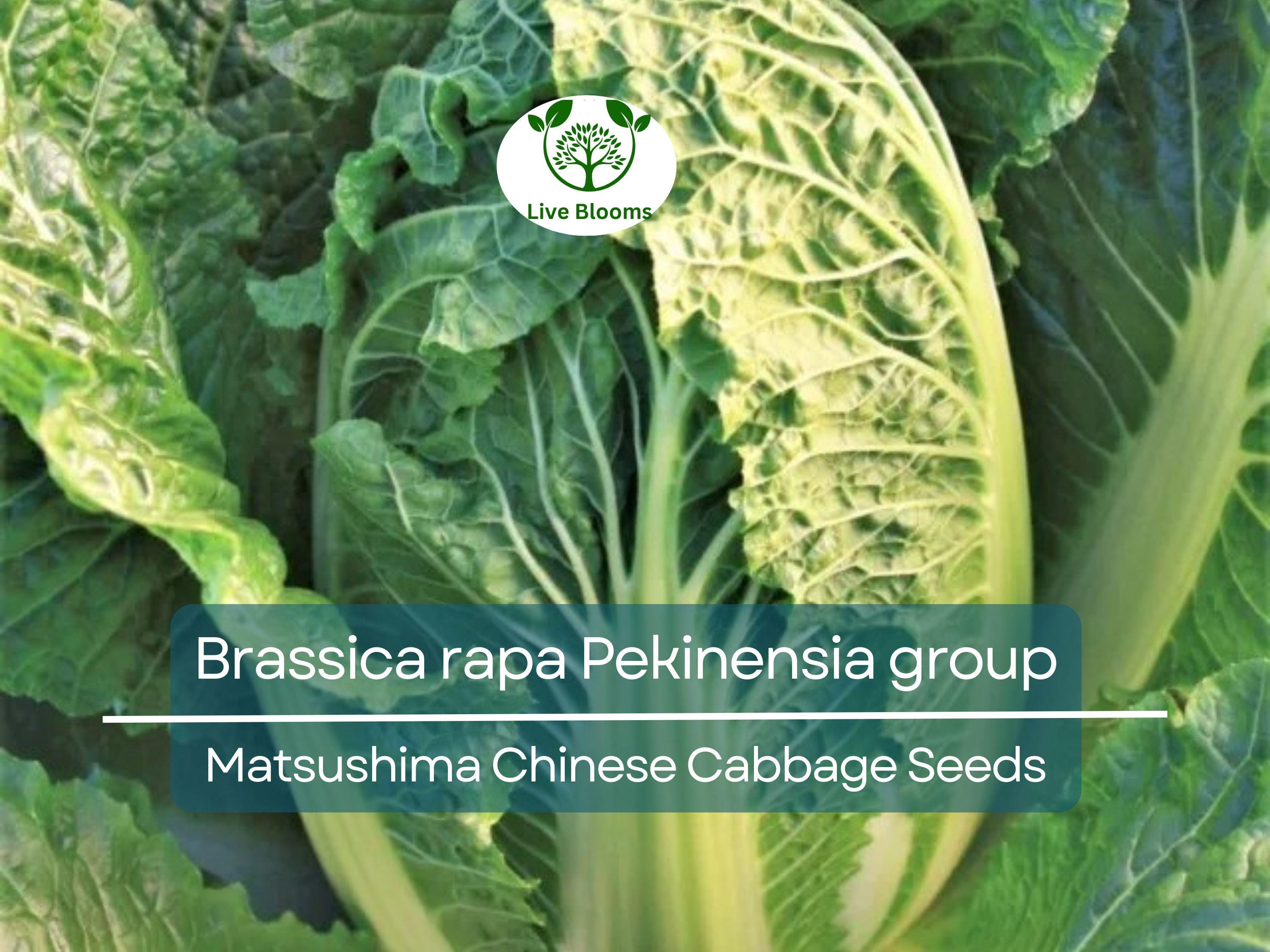150 Seeds Chinese Cabbage Matsushima - Brassica rapa Pekinensia Group | Heirloom Seeds for Planting, Gardening & Fresh Harvest