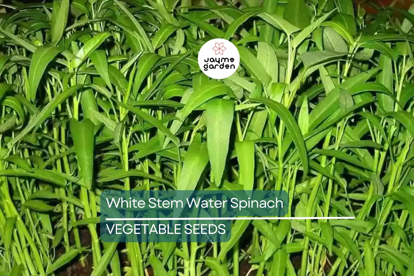 50+ White Stem Water Spinach Seeds - Ong Choy, Kong Xin Cai, Rau Muống Trắng, Fast-Grow, Rich in Vitamins, USA Seller, Fresh Seeds