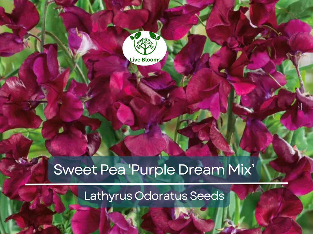 15 Seeds Sweet Pea 'Purple Dream Mix' Fragrant Climbing Vine Flowers Non-GMO - Lathyrus Odoratus, Beautiful Garden Plants, Easy to Grow