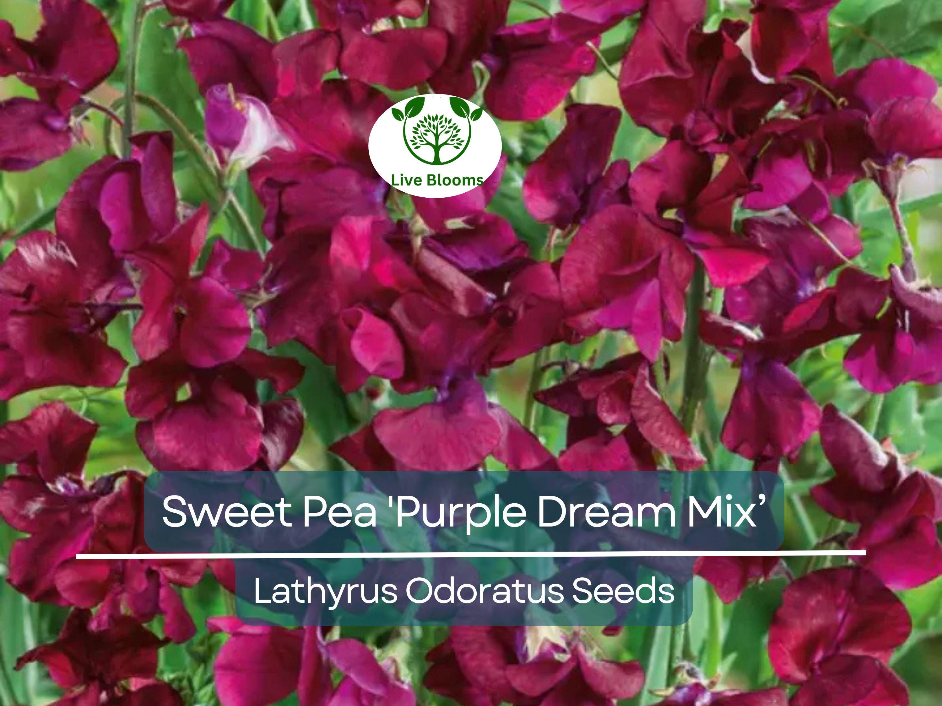15 Seeds Sweet Pea 'Purple Dream Mix' Fragrant Climbing Vine Flowers Non-GMO - Lathyrus Odoratus, Beautiful Garden Plants, Easy to Grow