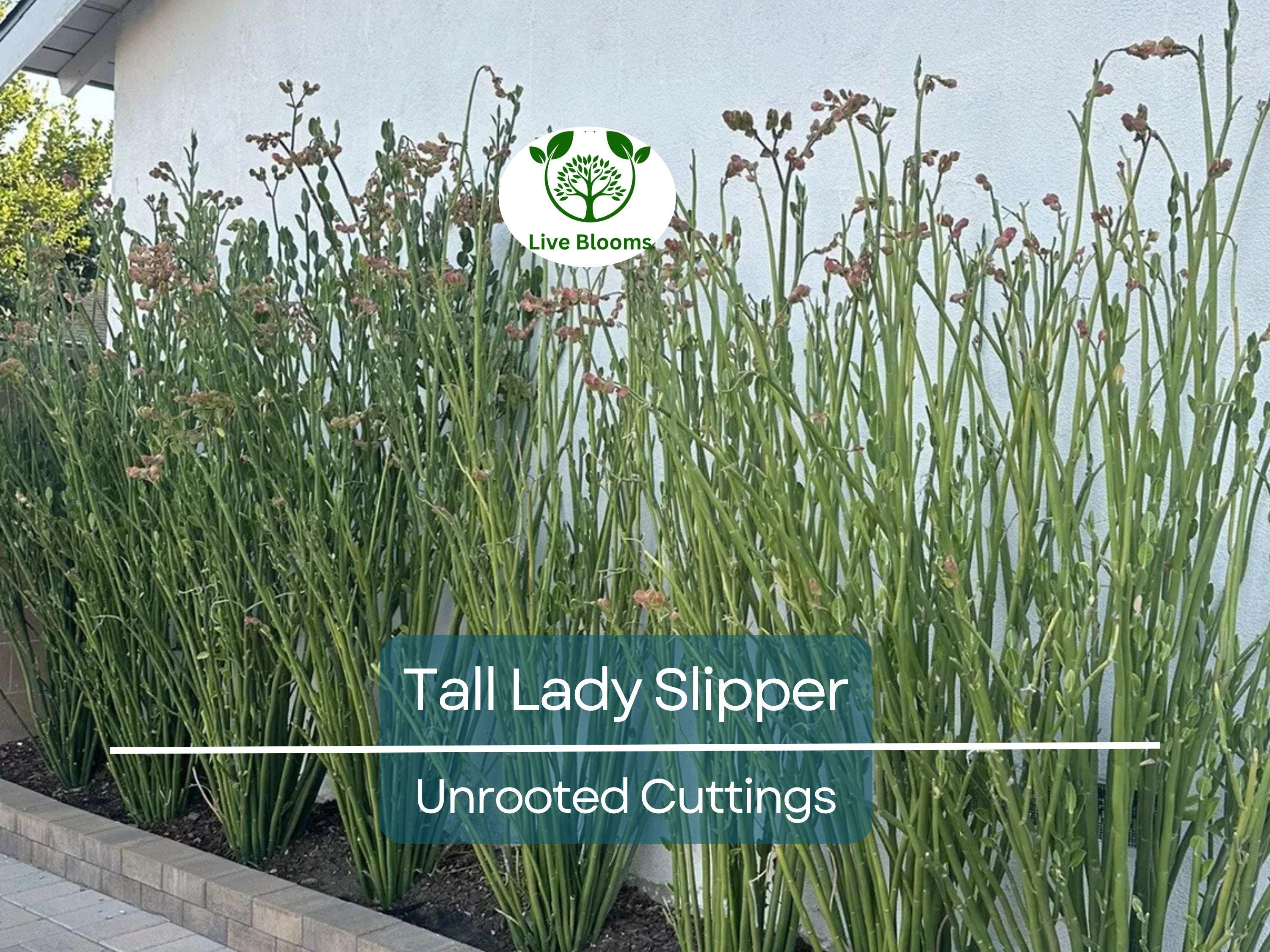 5 Stems Tall Lady Slipper (Pedilanthus) Succulent Unrooted Cuttings 3-12" | Easy Root, Unique Indoor Plant
