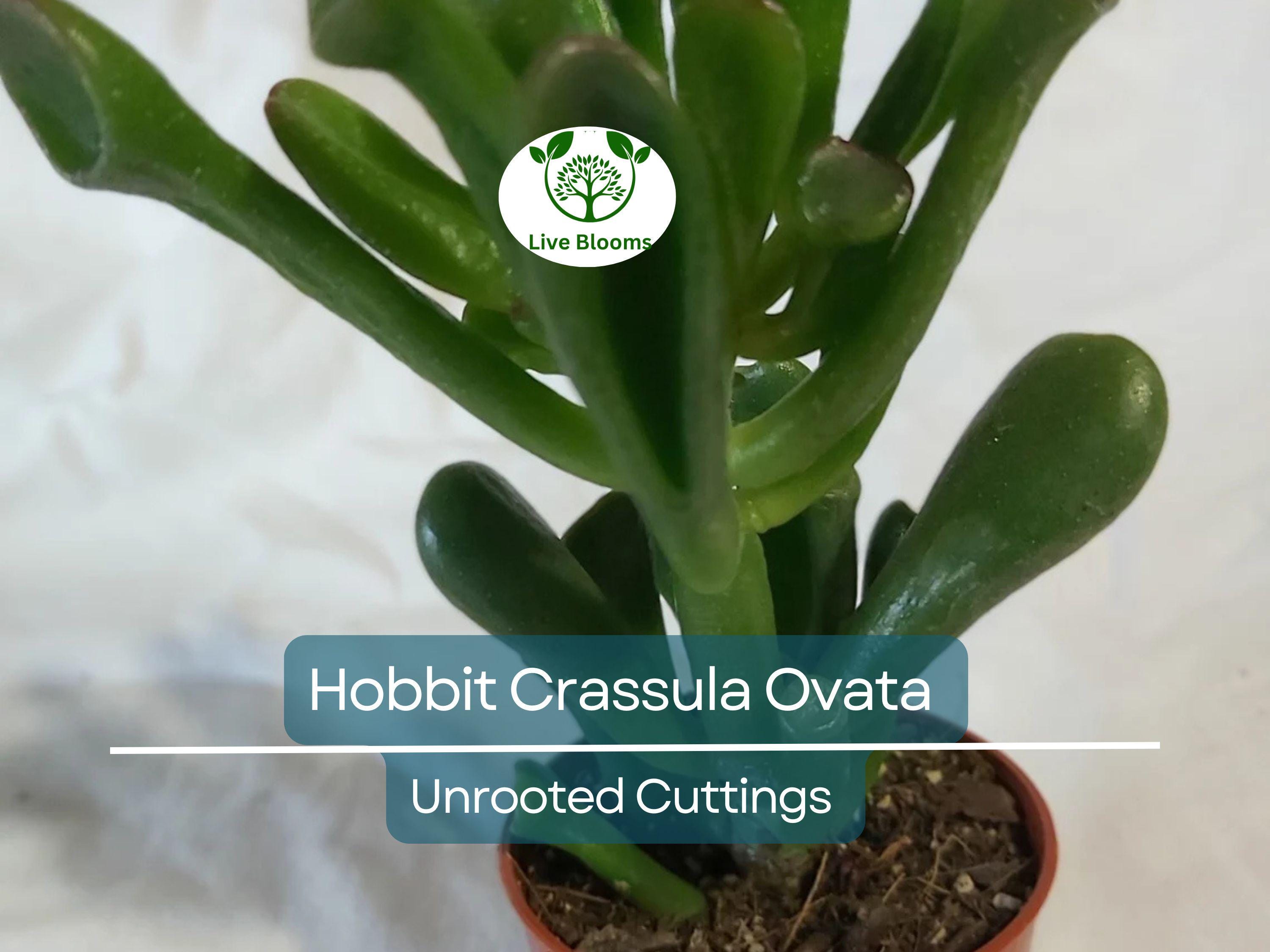 4 Unrooted Cuttings 3-4" Hobbit Friendship Tree – Crassula ovata, Lucky Plant, Money Tree, Easy Grow Succulent, Prosperity Plant Starter
