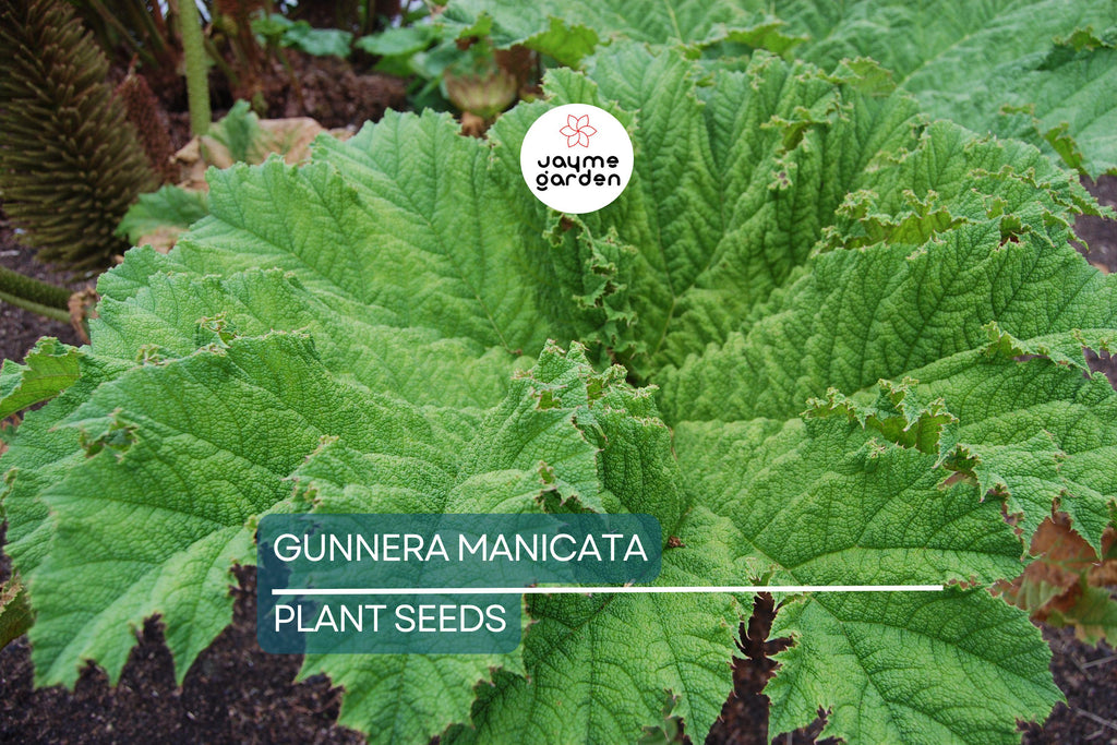 25 Gunnera Manicata Seeds - "Dinosaur Food" Giant Hardy Plant, Prehistoric, Rare, Architectural Herbaceous
