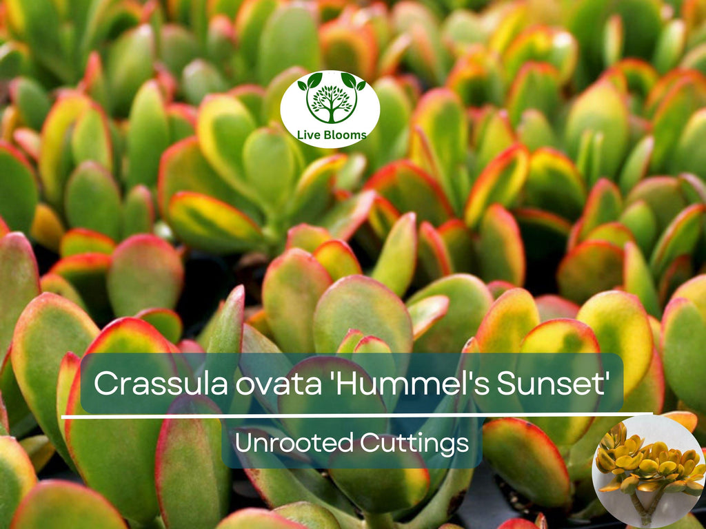1 Golden Jade Hummels Sunset Crassula Ovata Argentea Huge Branched Cutting Unrooted 5" - Succulent, Jade Plant, Rare Plant Propagation