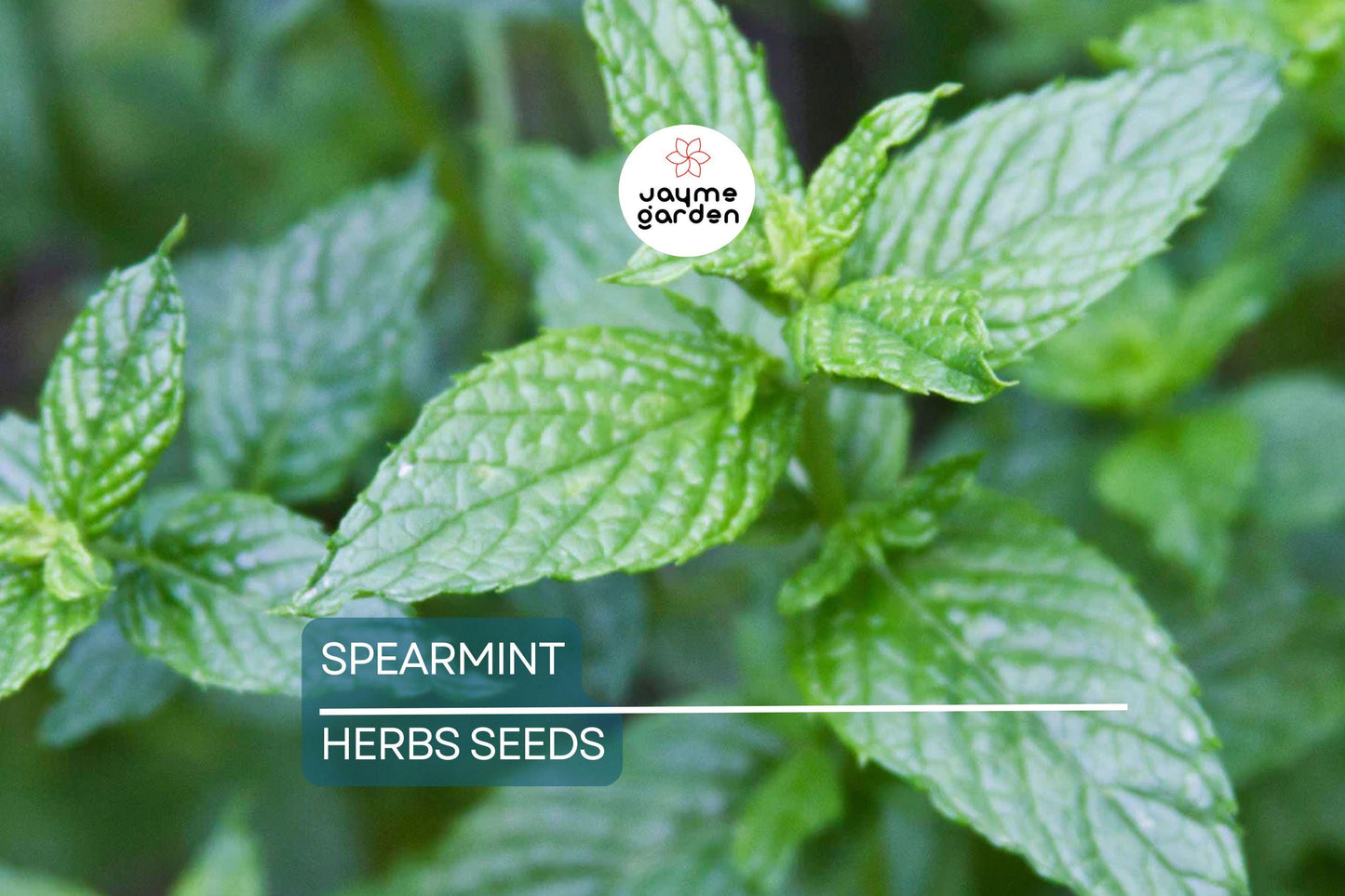 2500 Spearmint Seeds | Mentha spicata | Non-GMO Herb for Tea, Culinary & Medicinal Use