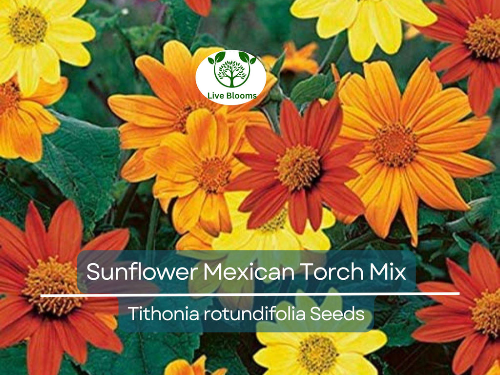 50 Seeds Sunflower Mexican Torch Mix, Non-GMO, Orange & Yellow Blooms, Pollinator Friendly, Bee Attracting, Beautiful Garden Flowers