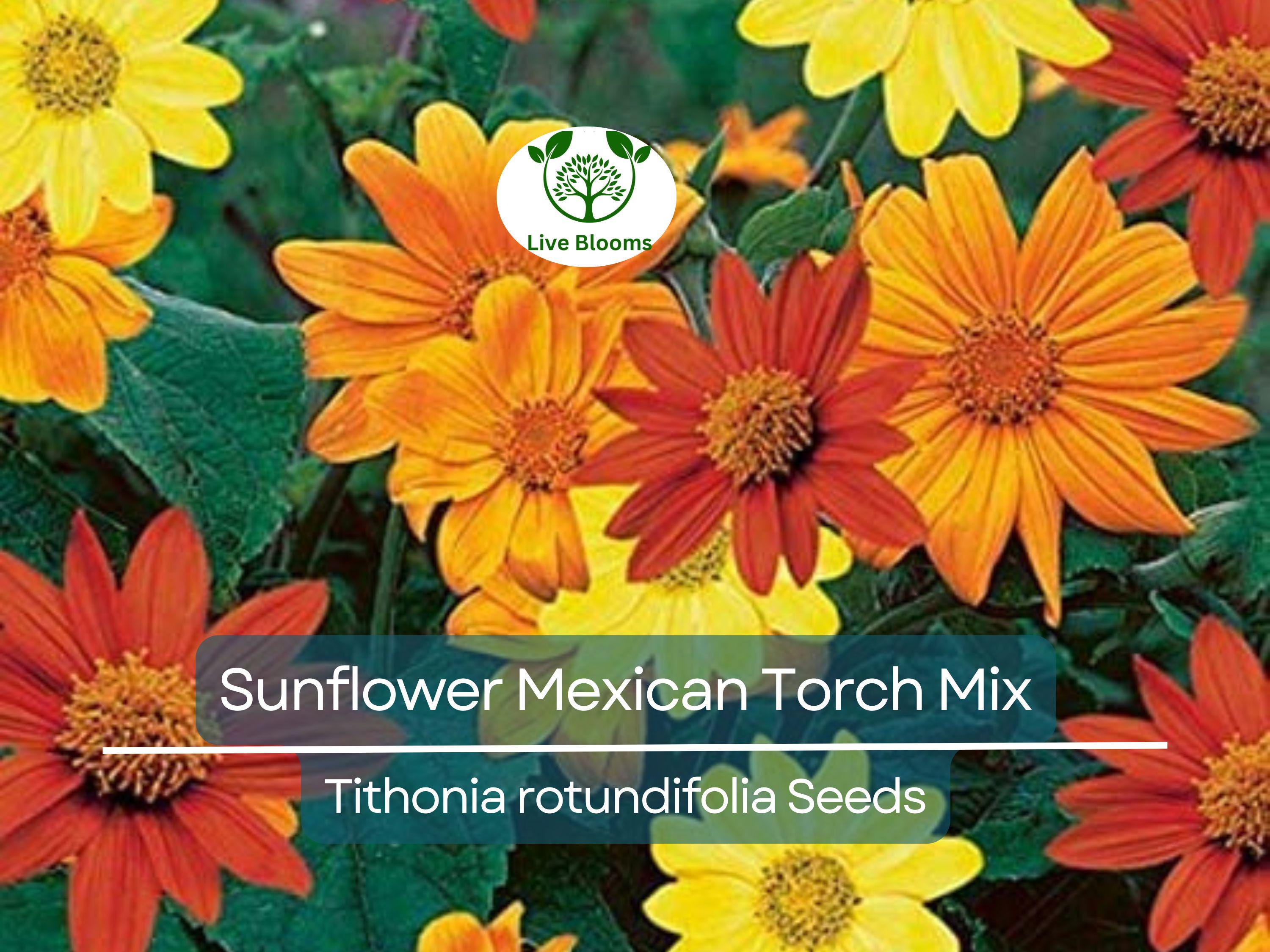 50 Seeds Sunflower Mexican Torch Mix, Non-GMO, Orange & Yellow Blooms, Pollinator Friendly, Bee Attracting, Beautiful Garden Flowers