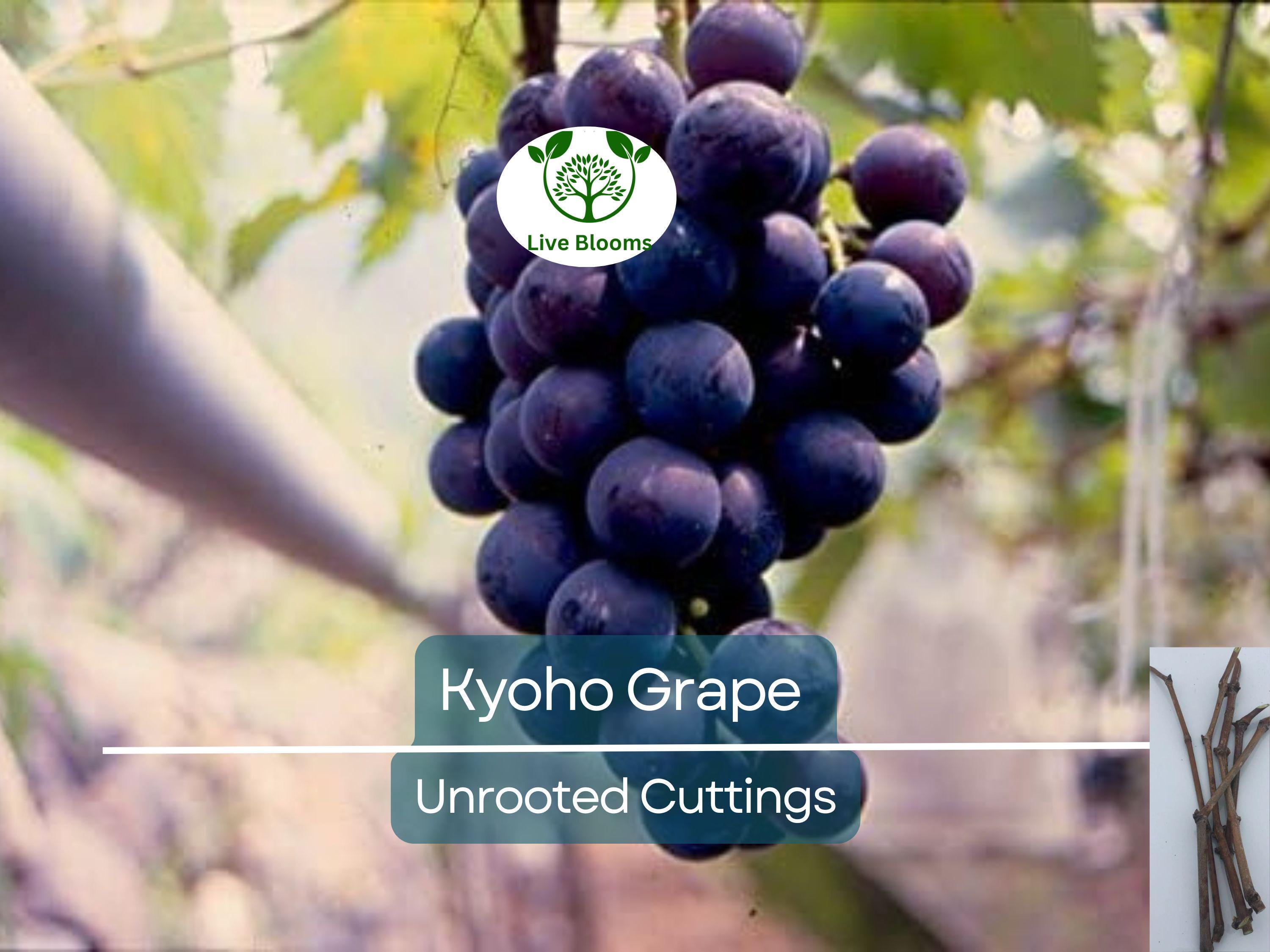 5 Japanese Kyoho Grape Unrooted Cuttings, Vitis labrusca, Sweet Purple Grapes, Easy to Root, Grape Vine Propagation, Rare Fruit Cuttings