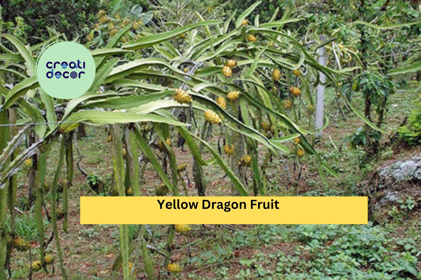 Yellow Dragon Fruit Plant | Hylocereus megalanthus Live Starter | Tropical Cactus Vine for Outdoor Garden or Container Growing