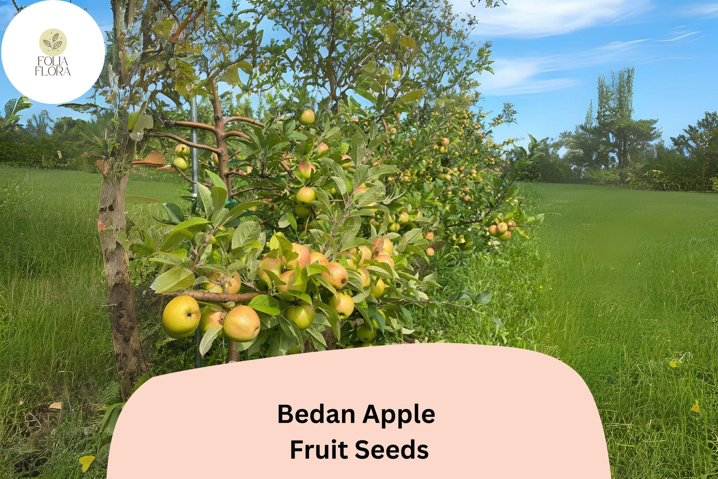 25+ Bedan Apple Seeds for Planting | Rare French Cider Apple Tree | Heirloom Sweet Sharp Fruit | Garden Orchard Seeds