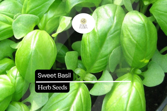 25 Seeds Sweet Basil (Ocimum basilicum) | Aromatic Herb for Cooking, Pesto & Salads | Easy to Grow, Heirloom, High-Yield Herb Plant