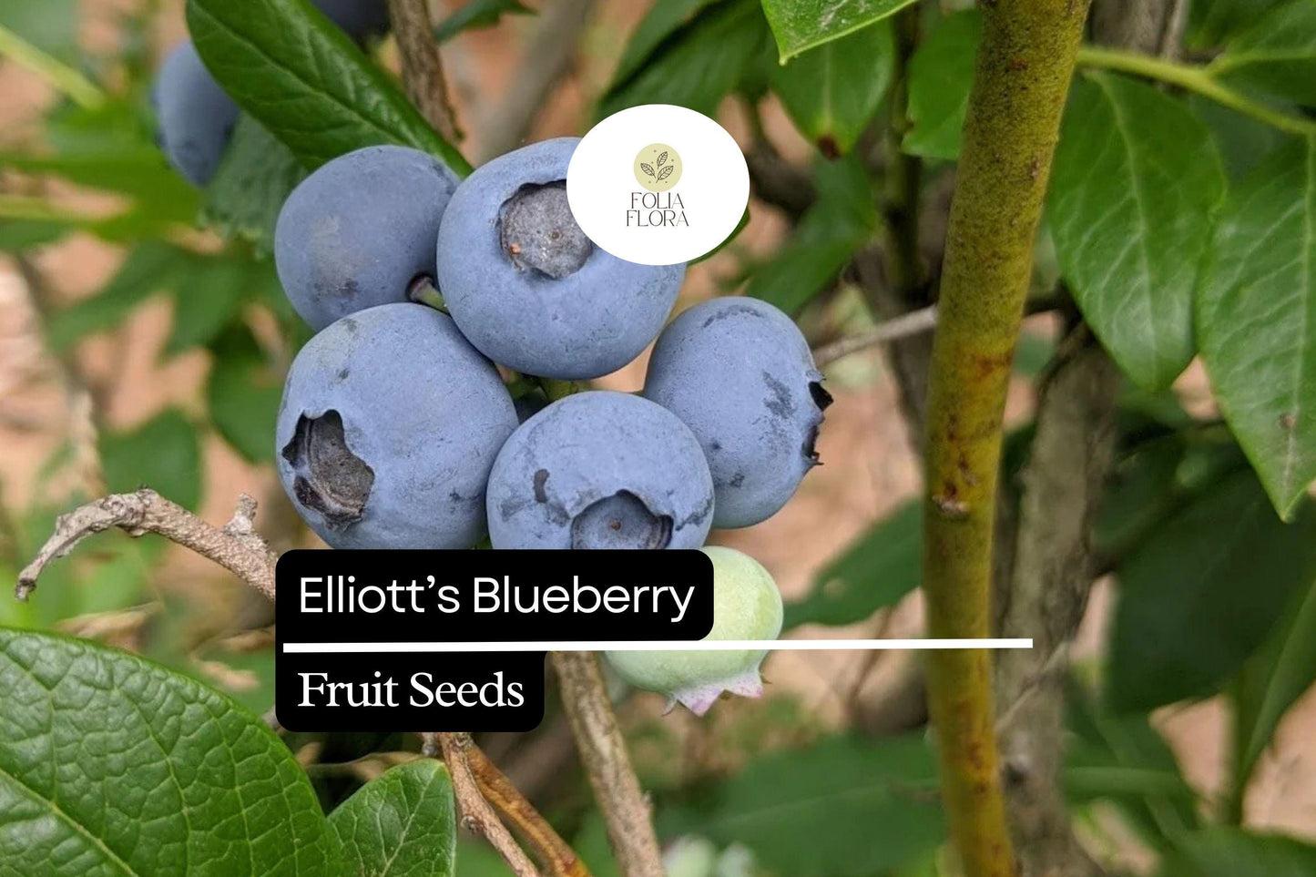25 Elliott’s Blueberry Seeds | Vaccinium elliottii | Wild Native Blueberry Shrub for Birds, Bees & Home Gardeners