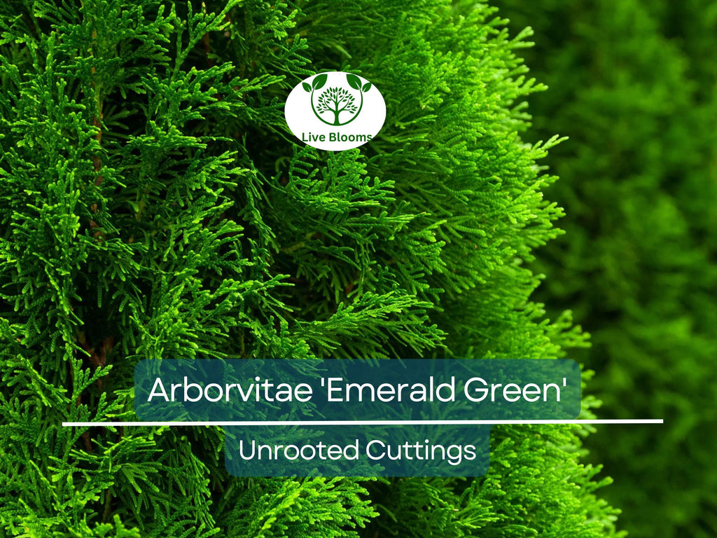 10 Arborvitae Emerald Green Cuttings, Thuja Emerald, Unrooted Shrub 10-15 cm Long - Hardy, Fast-Growing Evergreen for Privacy & Landscaping
