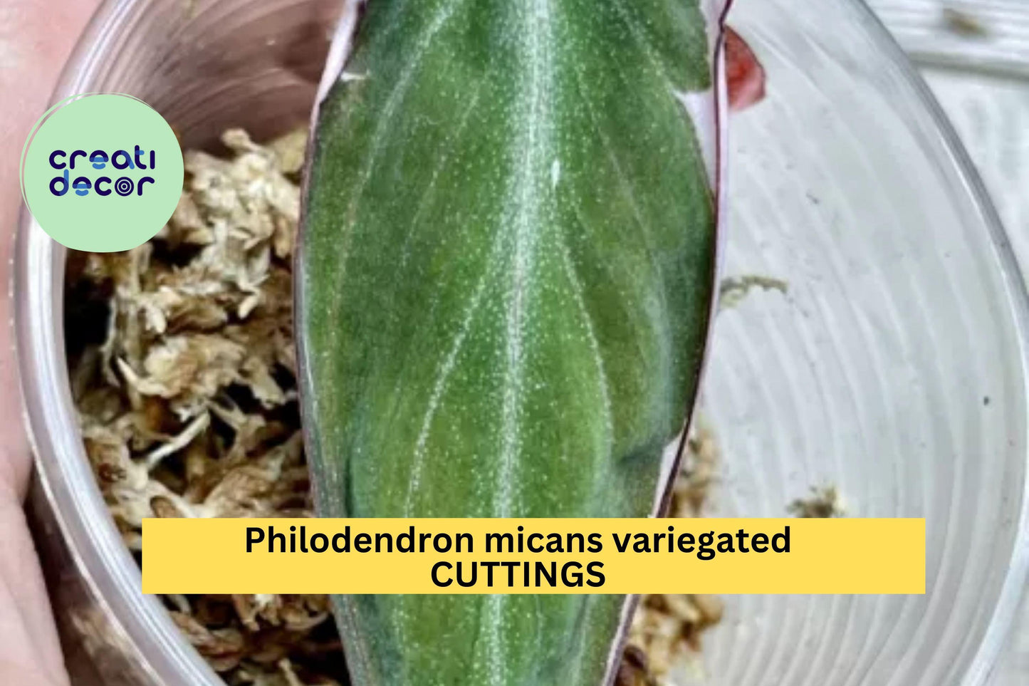 1 Philodendron Micans 'Velvet Halo' Cutting | Variegated Heartleaf Starter | Rare Indoor Houseplant | Velvet Foliage Beauty
