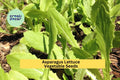 200 Seeds Asparagus Lettuce New Yu Mai Seeds – Crisp Asian Stem Lettuce for Garden Beds or Containers Seeds for Planting