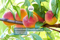3 Peach Tree Seeds - Dwarf Loring Nemaguard (Prunus persica) - Fast-Growing Hardy Fruit Tree
