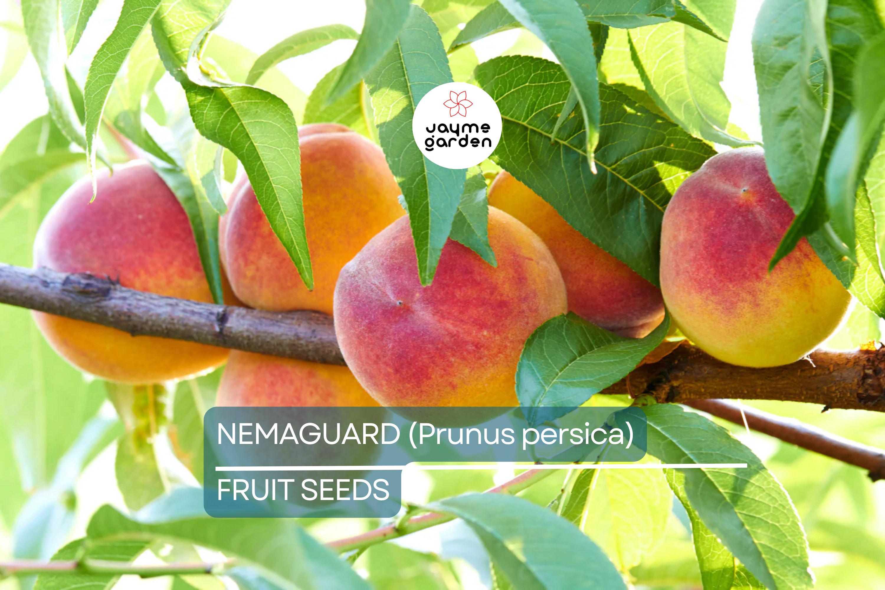 3 Peach Tree Seeds - Dwarf Loring Nemaguard (Prunus persica) - Fast-Growing Hardy Fruit Tree