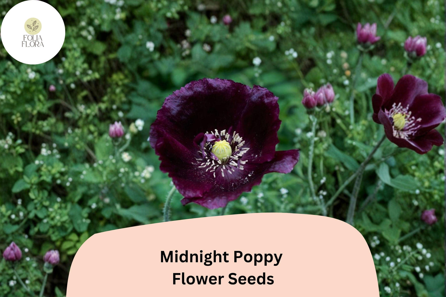 200+ Midnight Poppy Seeds for Garden Planting – Dark Purple to Black Blooms, Easy to Grow Annual Flowers