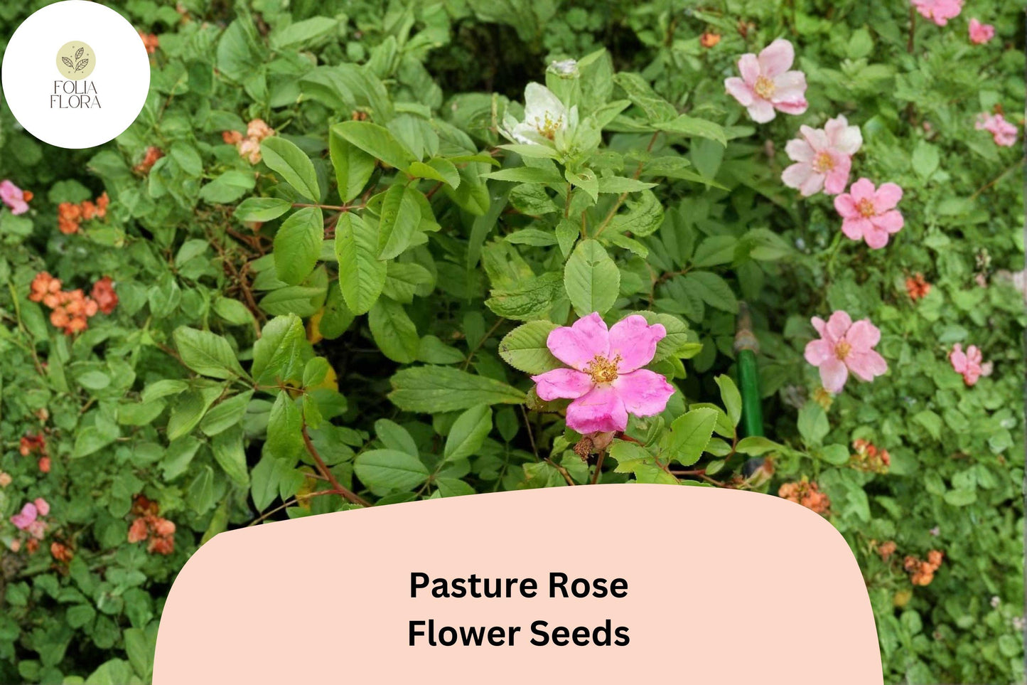 Pasture Rose Seeds – 10 Rosa carolina | Native Pink Wild Rose | Perennial Shrub