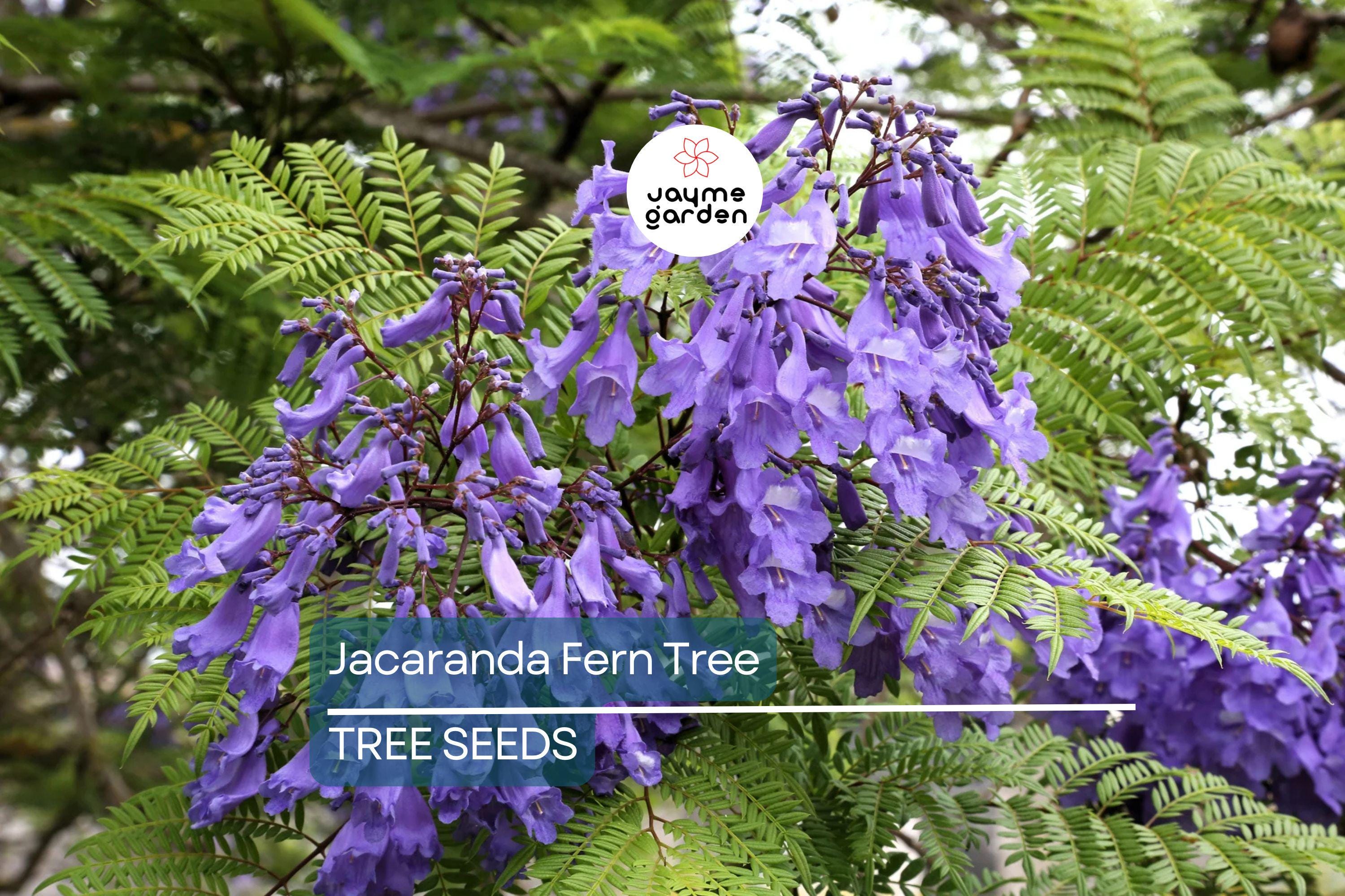 20 Jacaranda Fern Tree Seeds (Jacaranda mimosifolia) – Blue Flowers, Fast-Growing, 50ft Mature Height