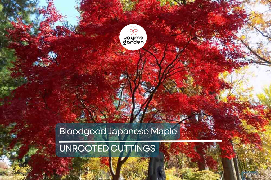 5 Bloodgood Japanese Maple Tree Cuttings | Live Unrooted | Perfect for Rooting or Grafting | Fresh Cuttings 5-12 Inches Long
