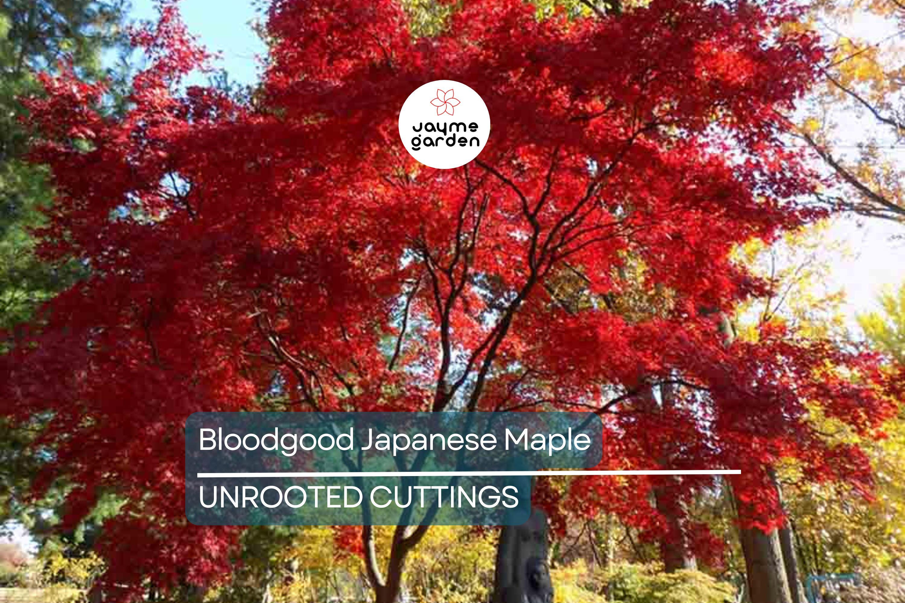 5 Bloodgood Japanese Maple Tree Cuttings | Live Unrooted | Perfect for Rooting or Grafting | Fresh Cuttings 5-12 Inches Long