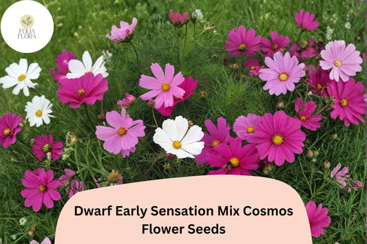 200+ Dwarf Early Sensation Cosmos Seeds | Compact Cosmos Mix | Pink White Rose Blooms | Garden & Border Flowers