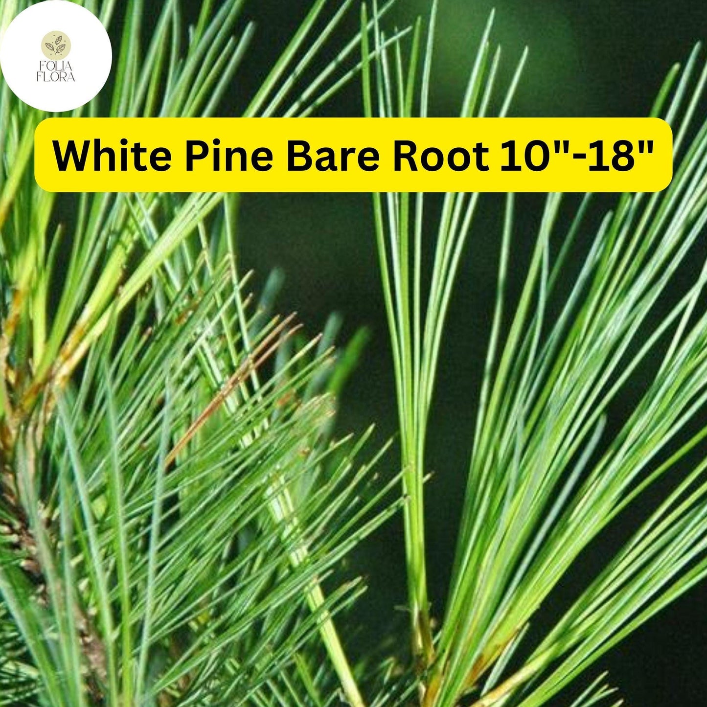 1 White Pine Tree (Pinus strobus) – Live Bare Root Plant 10"-18"