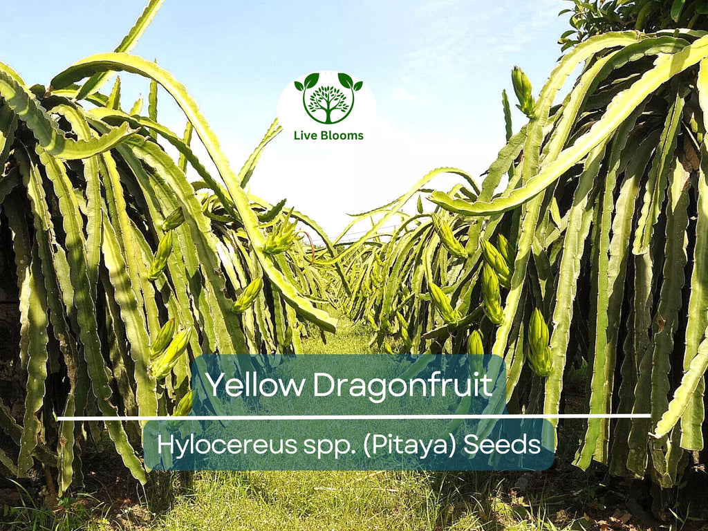 10 Yellow Dragonfruit Seeds | Pitaya Hylocereus Cactus, Sweet & Exotic Fruit, Easy to Grow, Tropical Pitaya Tree