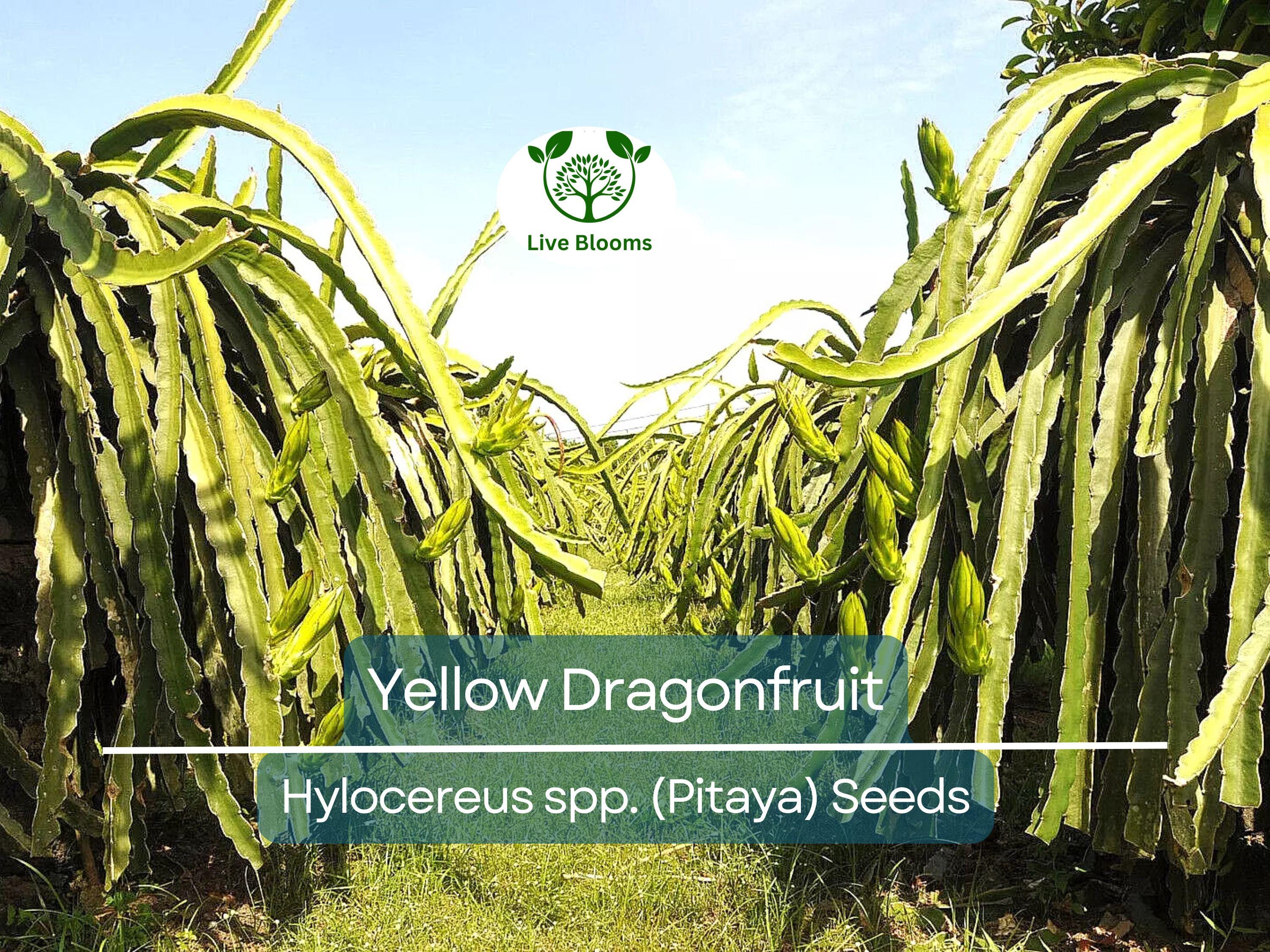 10 Yellow Dragonfruit Seeds | Pitaya Hylocereus Cactus, Sweet & Exotic Fruit, Easy to Grow, Tropical Pitaya Tree