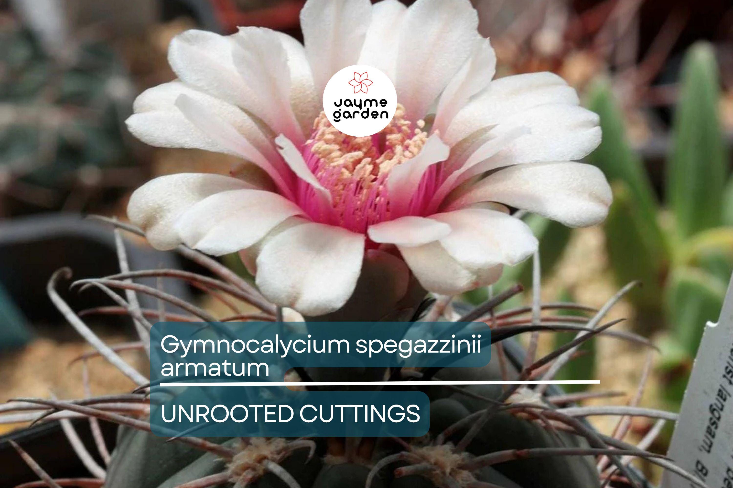 Gymnocalycium spegazzinii armatum Cactus - Live Succulent Plant, 3-4 cm Tall, Rare, Hardy, Beautiful Twisted Spines