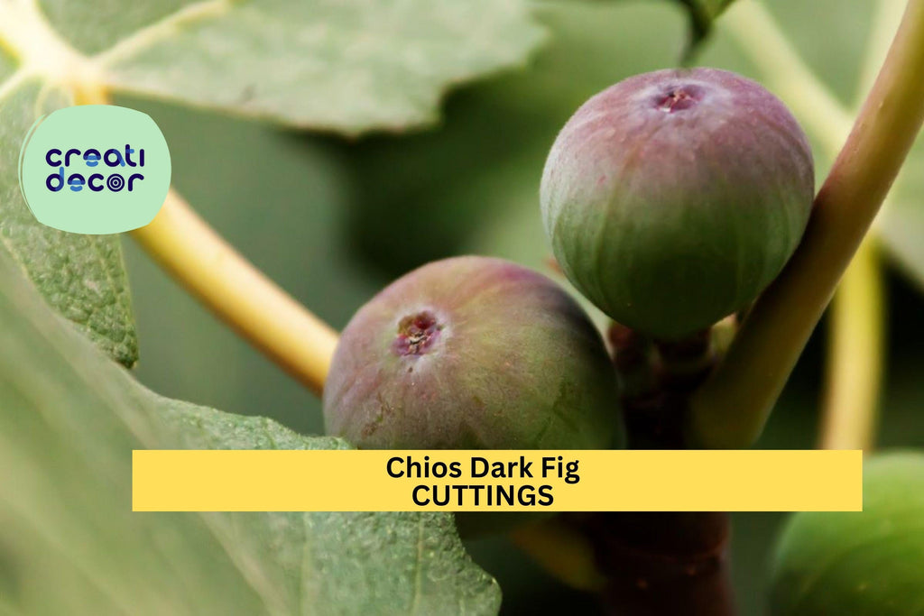 1 Chios Dark Fig Cutting | Similar to Chicago Hardy | Unrooted Scion Wood | Sweet Cold-Hardy Variety | Home Orchard Starter