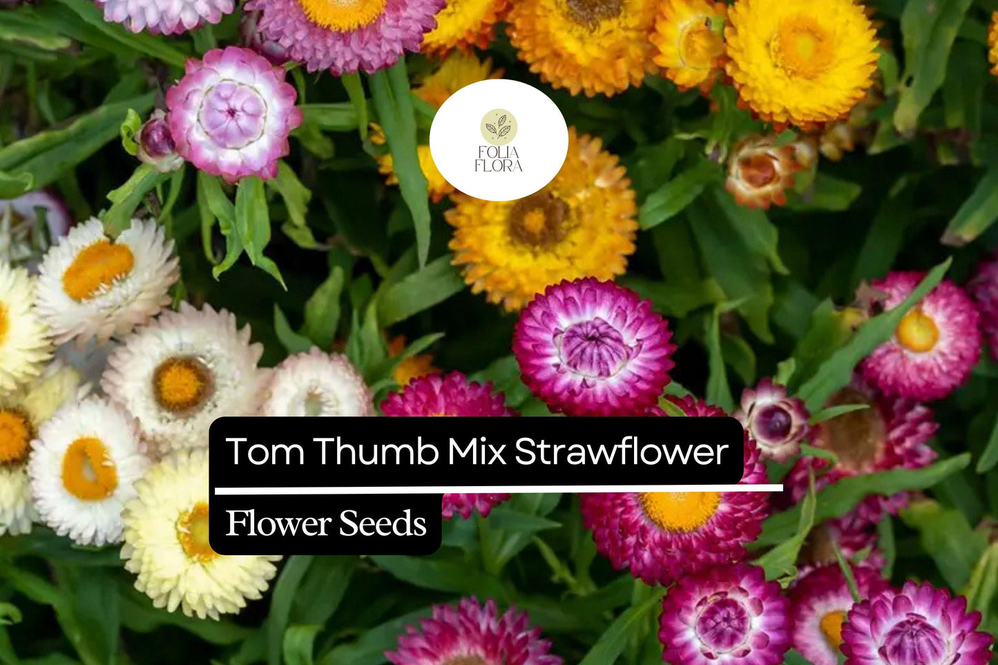 150 Seeds Tom Thumb Mix Strawflower (Helichrysum bracteatum) – Compact Dwarf Variety for Everlasting Blooms