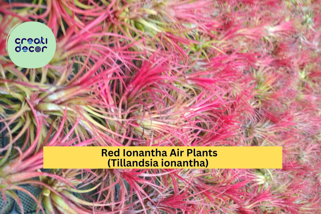 Large Red Ionantha Air Plants – 5 Pack Live Tillandsia ionantha, Rainforest-Grown Tropical Plants That Bloom and Blush Bright Red