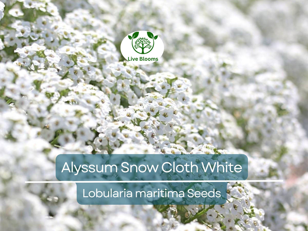 1000 Seeds Alyssum Snow Cloth White Ground Cover, Deer & Drought Resistant, Non-GMO, Sweet Alyssum, Low Maintenance