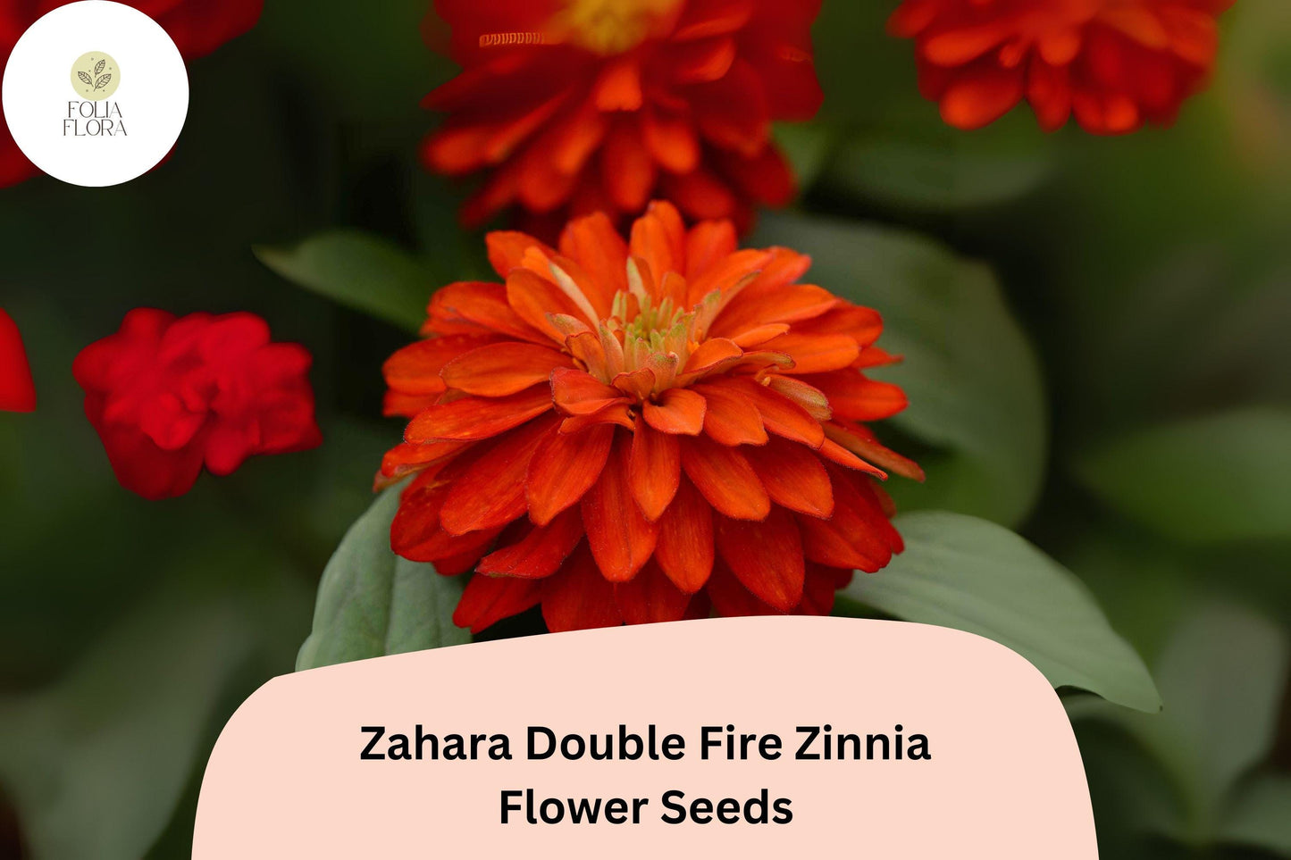 100+ Zahara Double Fire Zinnia Seeds – Bright Orange-Red Annual Flowers for Garden Planting, Borders & Containers