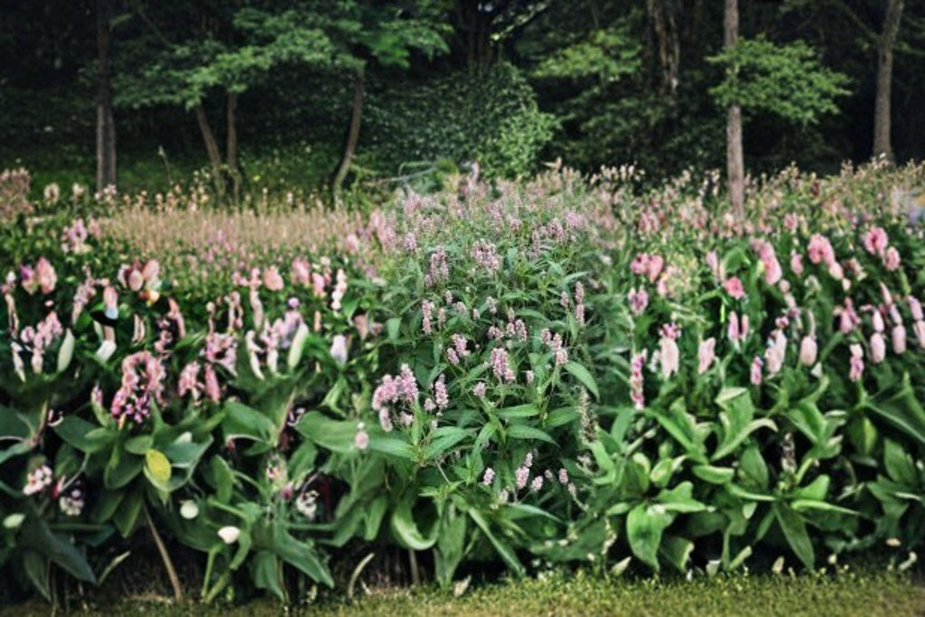 Pinkweed – Persicaria pensylvanica, Native Annual Wildflower | Pollinator Plant (15 Seeds)
