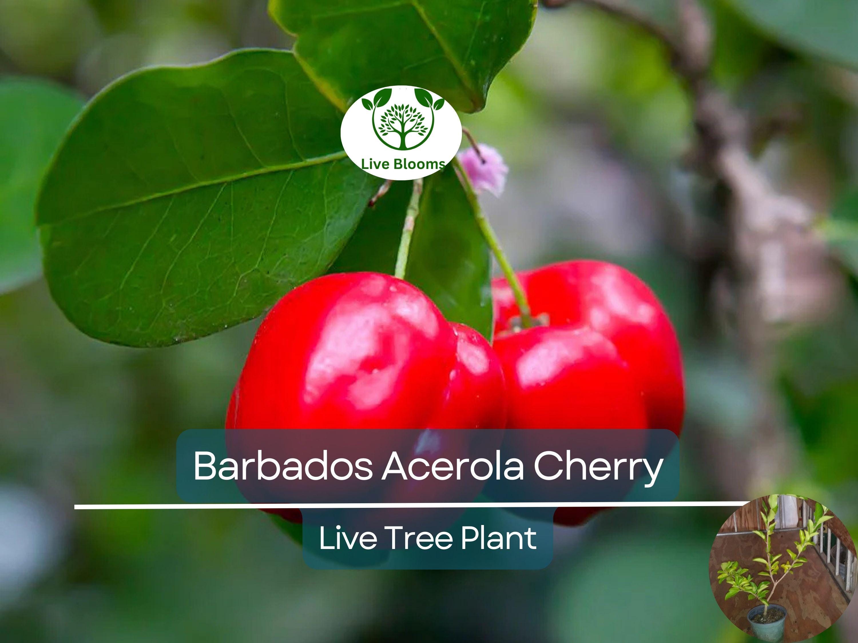 1 Barbados Acerola Cherry Tree Plant - Live 12" Cut Back, Malpighia emarginata, Edible Fruit, Tropical Cherry, Fast Growing, for Garden