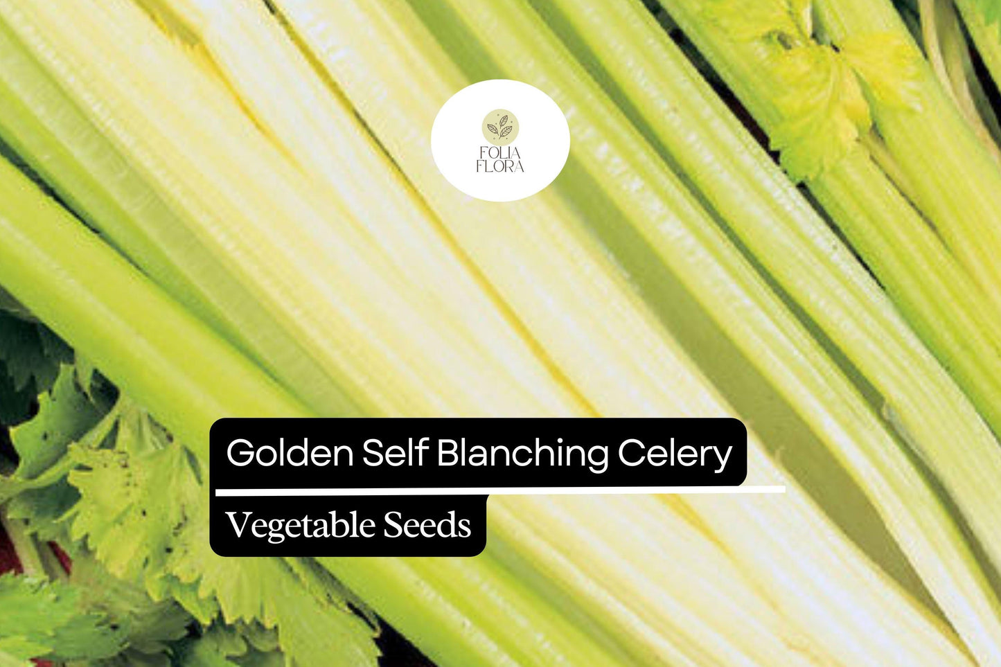 500 Seeds Golden Self-Blanching Celery (Apium graveolens) – Heirloom Variety for Tender, Mild Stalks