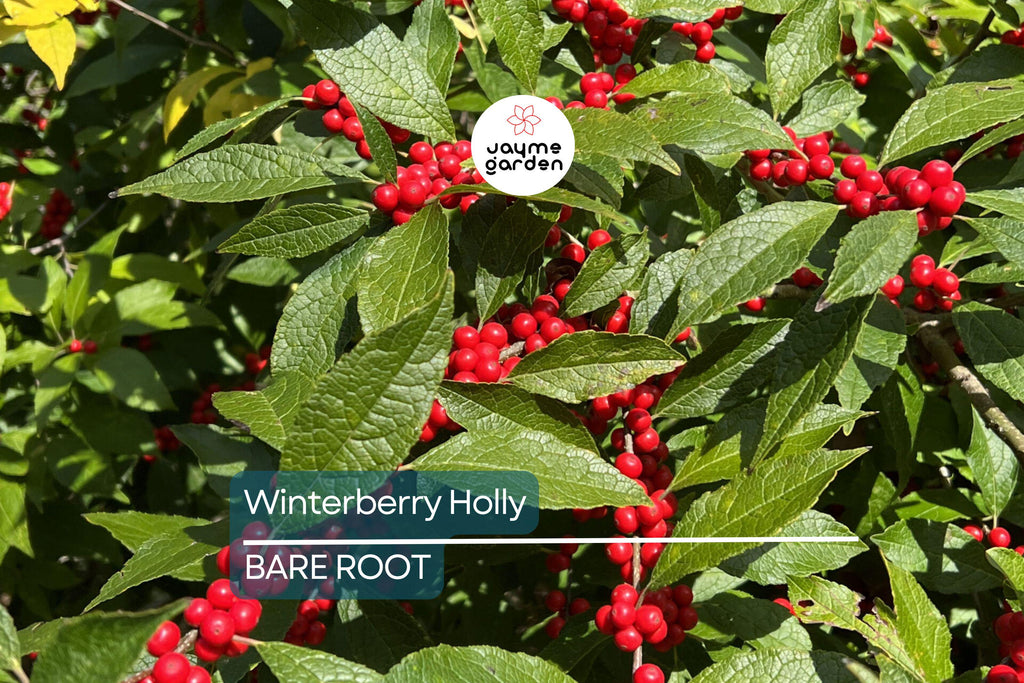 Winterberry Holly Bareroot Seedlings (10-Pack) | Ilex Verticillata | Cold Hardy Shrub | 6-10” Tall | Red Berries | Zones 3-9