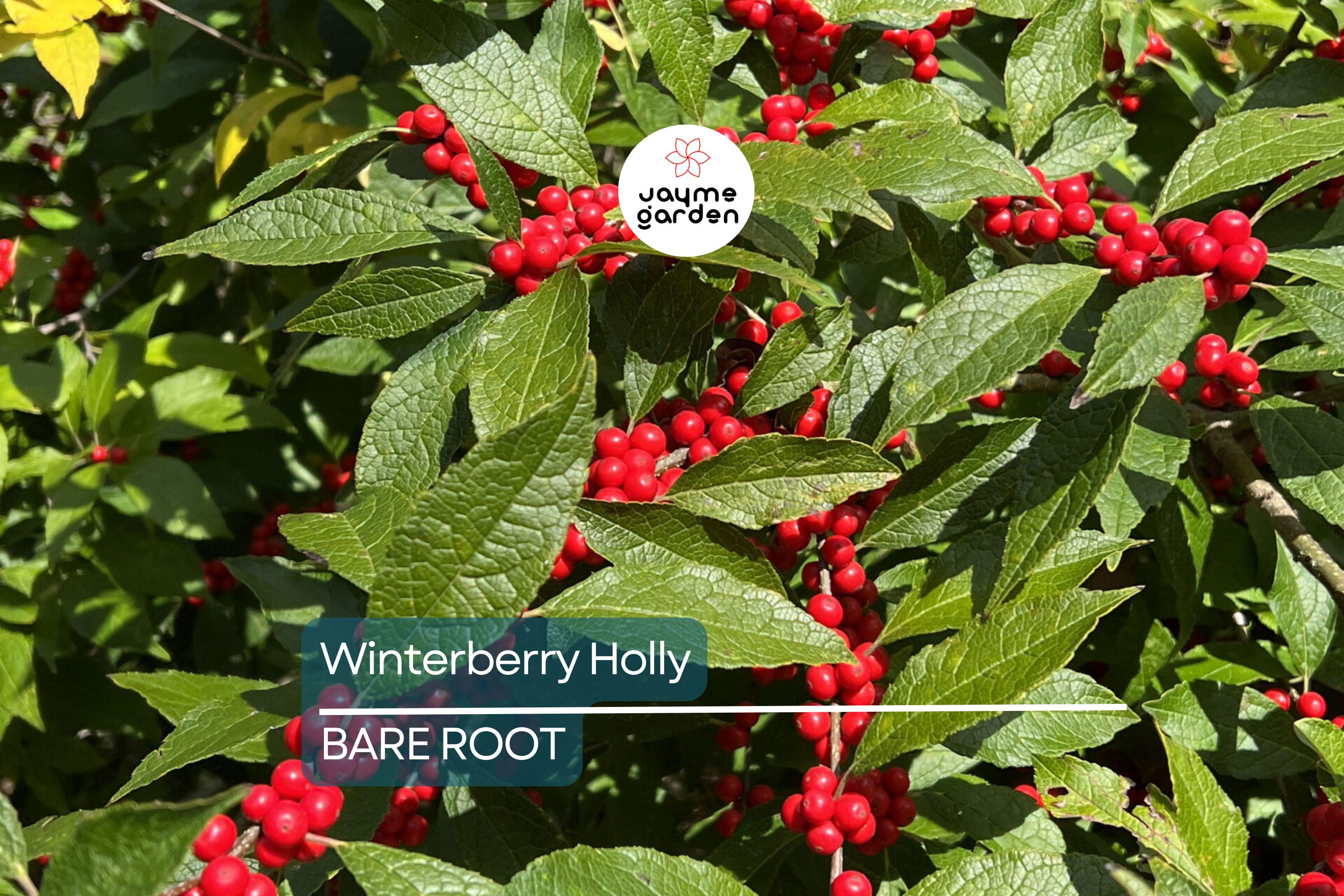 Winterberry Holly Bareroot Seedlings (10-Pack) | Ilex Verticillata | Cold Hardy Shrub | 6-10” Tall | Red Berries | Zones 3-9