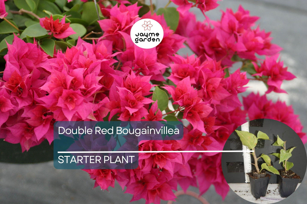 1 Double Red Bougainvillea | Live Starter Plant | Rare & Hard to Find | Well-Rooted | USA Grown | Hardy for Outdoor Gardens