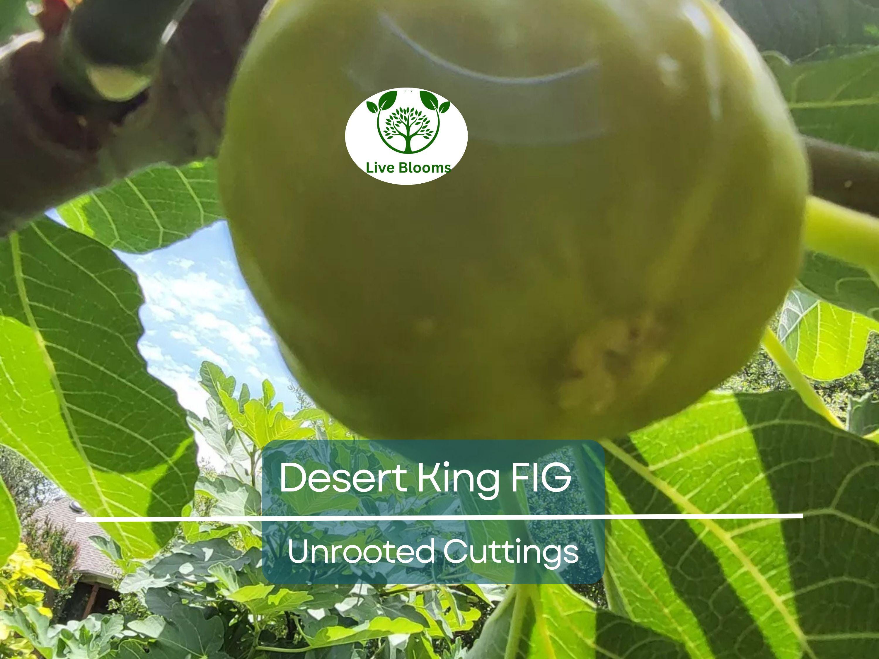 5 Desert King Fig Tree Unrooted Cuttings 6-8" Long - Ficus Carica, Fresh & Healthy, Perfect for Planting or Propagation