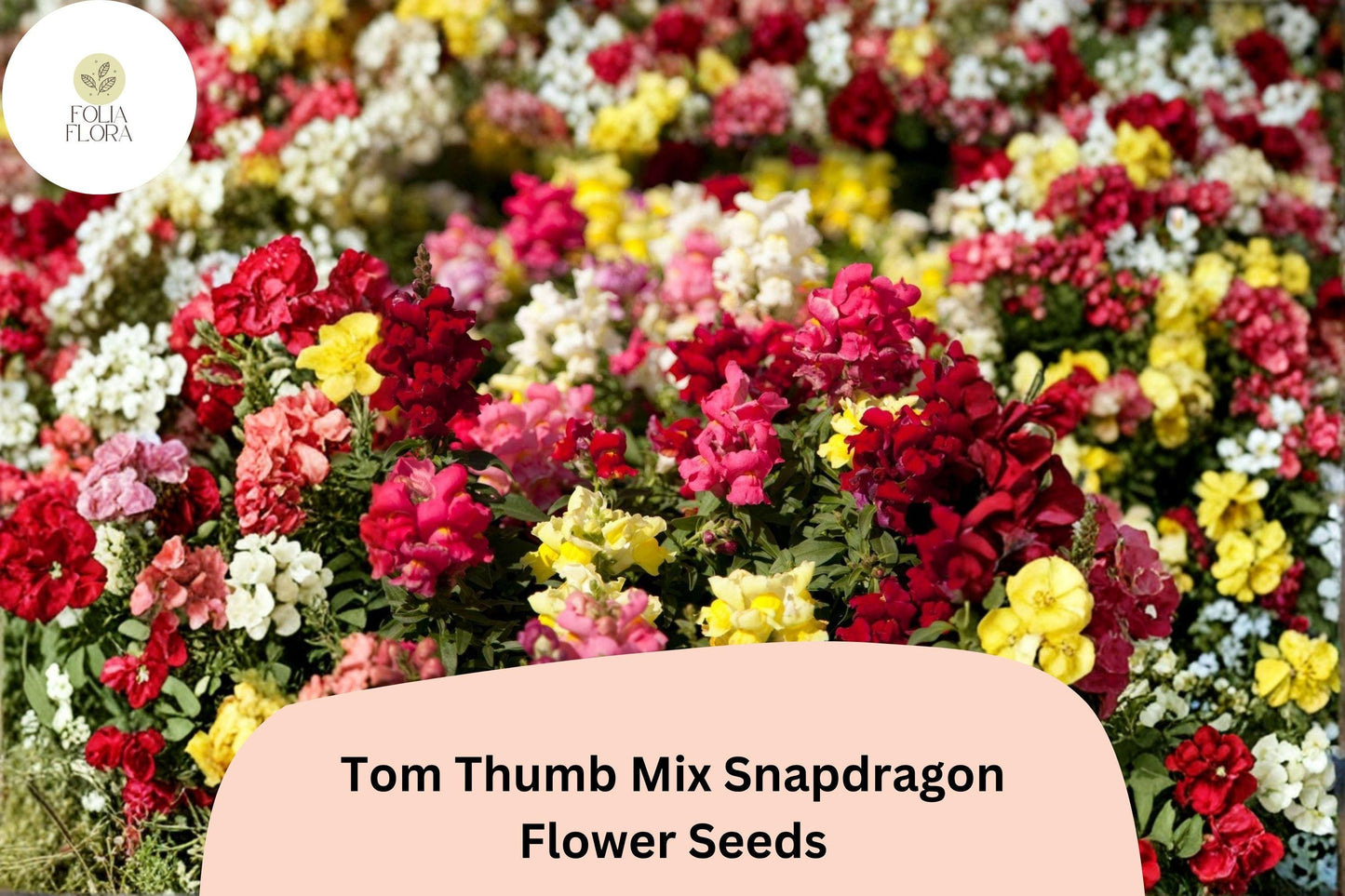 1000+ Tom Thumb Mix Snapdragon Seeds | Antirrhinum majus nanum | Dwarf Colorful Blooms for Borders